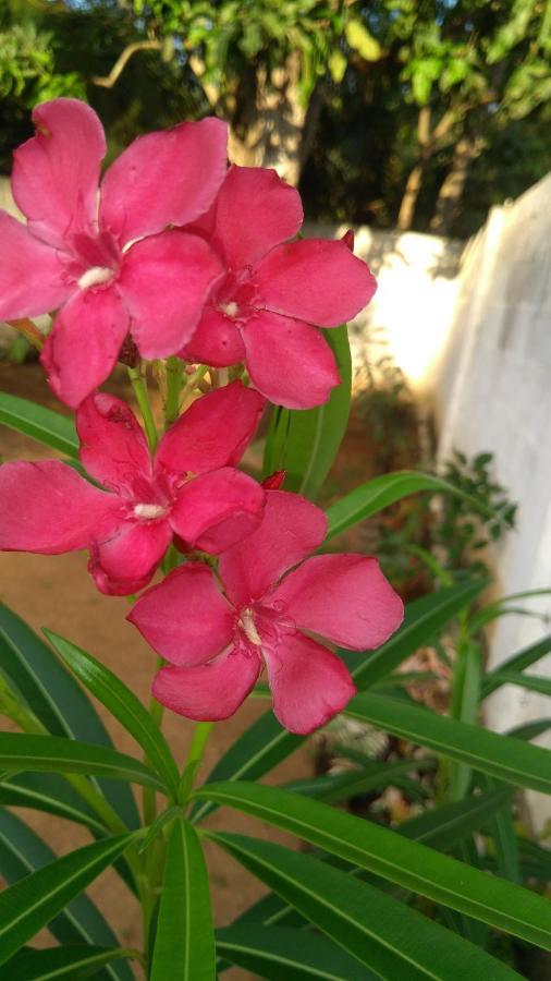 Umaya Holiday Home Anuradhapura Εξωτερικό φωτογραφία